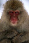 Macaque_face