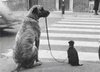 Mentoring_dogs